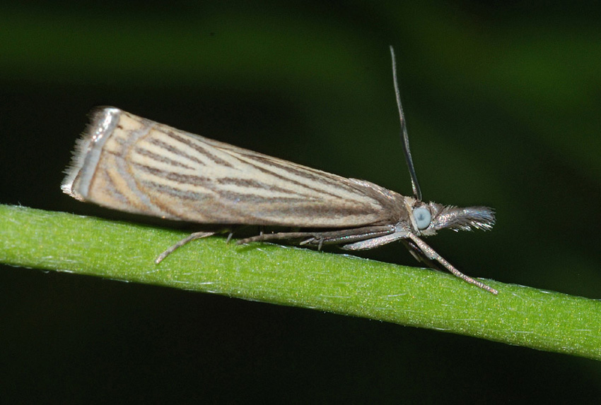 Crambidae